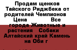 Продам щенков Тайского Риджбека от родителей Чемпионов › Цена ­ 30 000 - Все города Животные и растения » Собаки   . Алтайский край,Камень-на-Оби г.